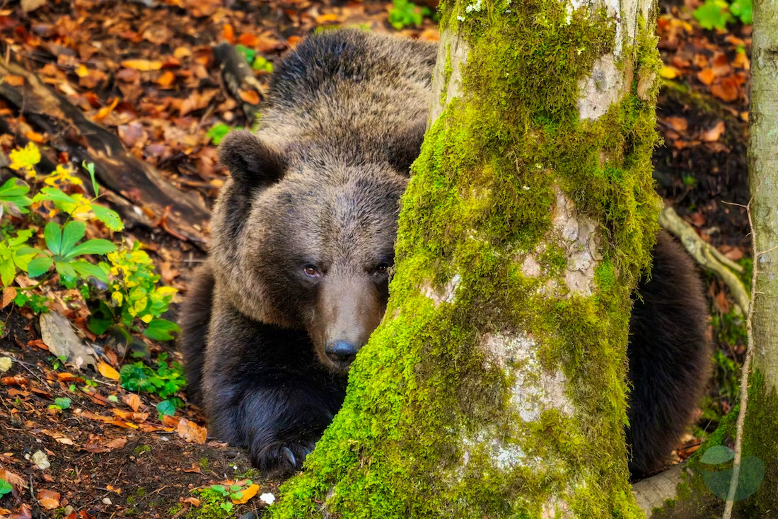 Bear watching something while seeking behind the tree in Gorski Kotar - a true bear photo hunting experience